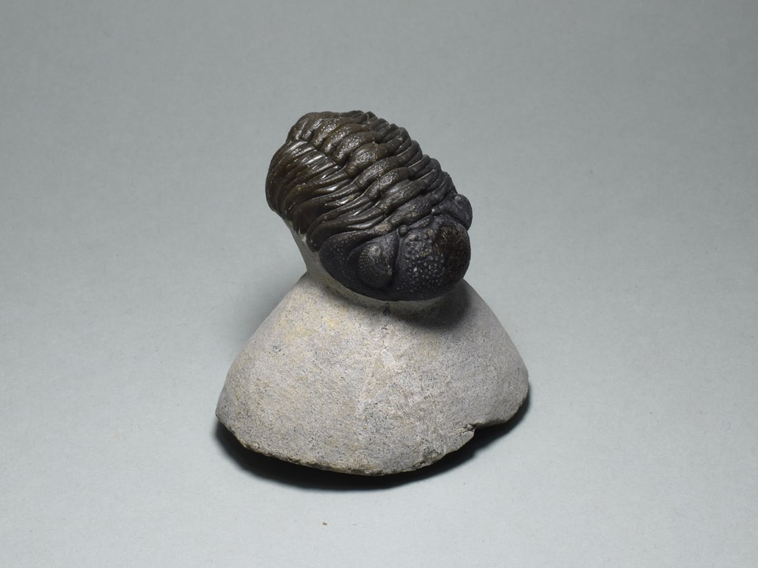 Fine trilobite - Barrandeops sp. - 3