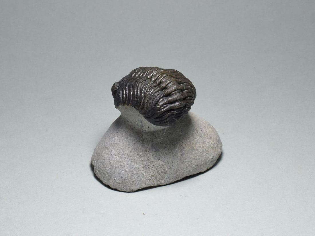 Fine trilobite - Barrandeops sp. - 5