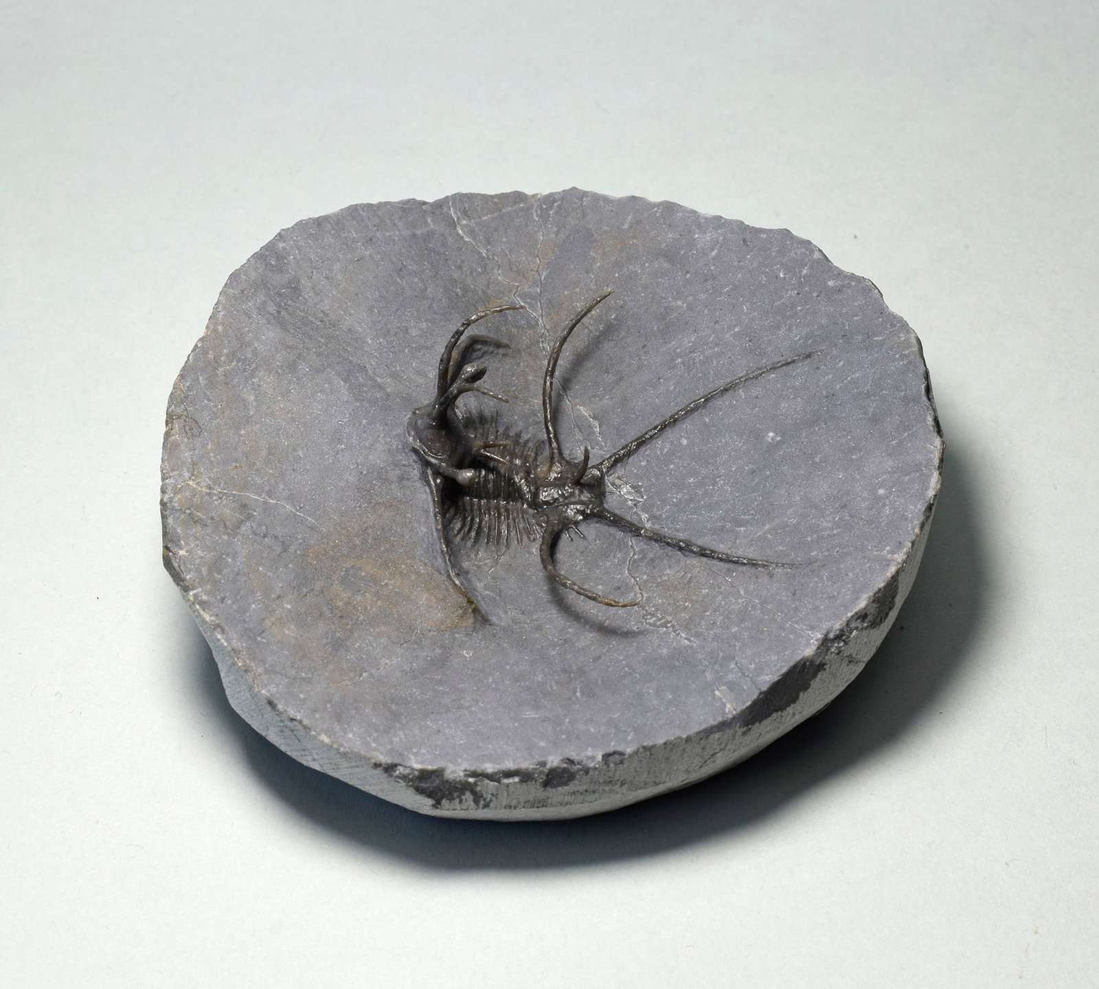 Spiny trilobite Ceratarges aff. koumalii: Title: Spiny trilobite Ceratarges aff. koumaliiOrigin: MoroccoSize: c. 4.2 cm longDescription: Species: Ceratarges aff. koumalii Age: Devonian Locality: Morocco Measurements: c. 4.2 cm long