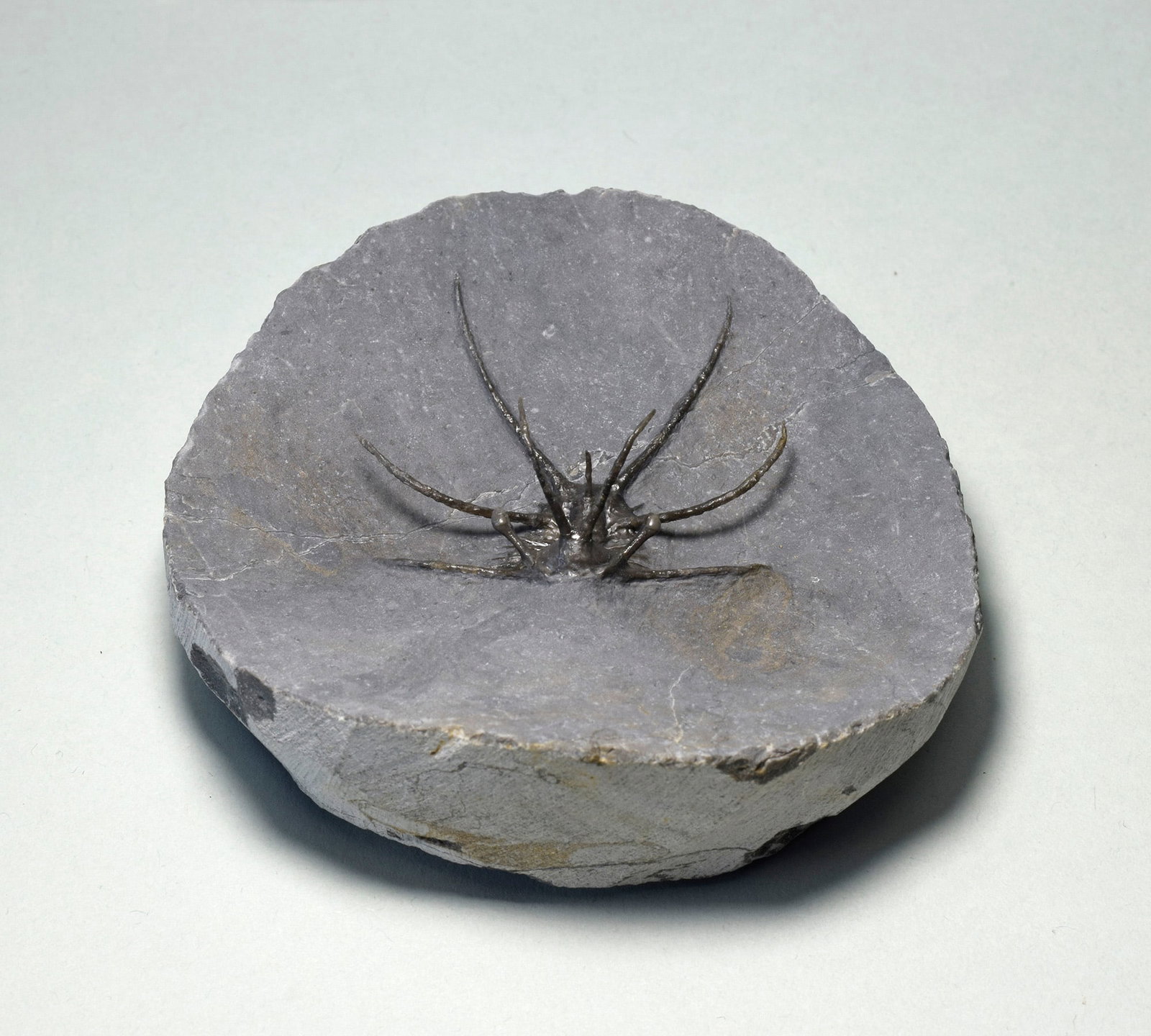 Spiny trilobite Ceratarges aff. koumalii - 3