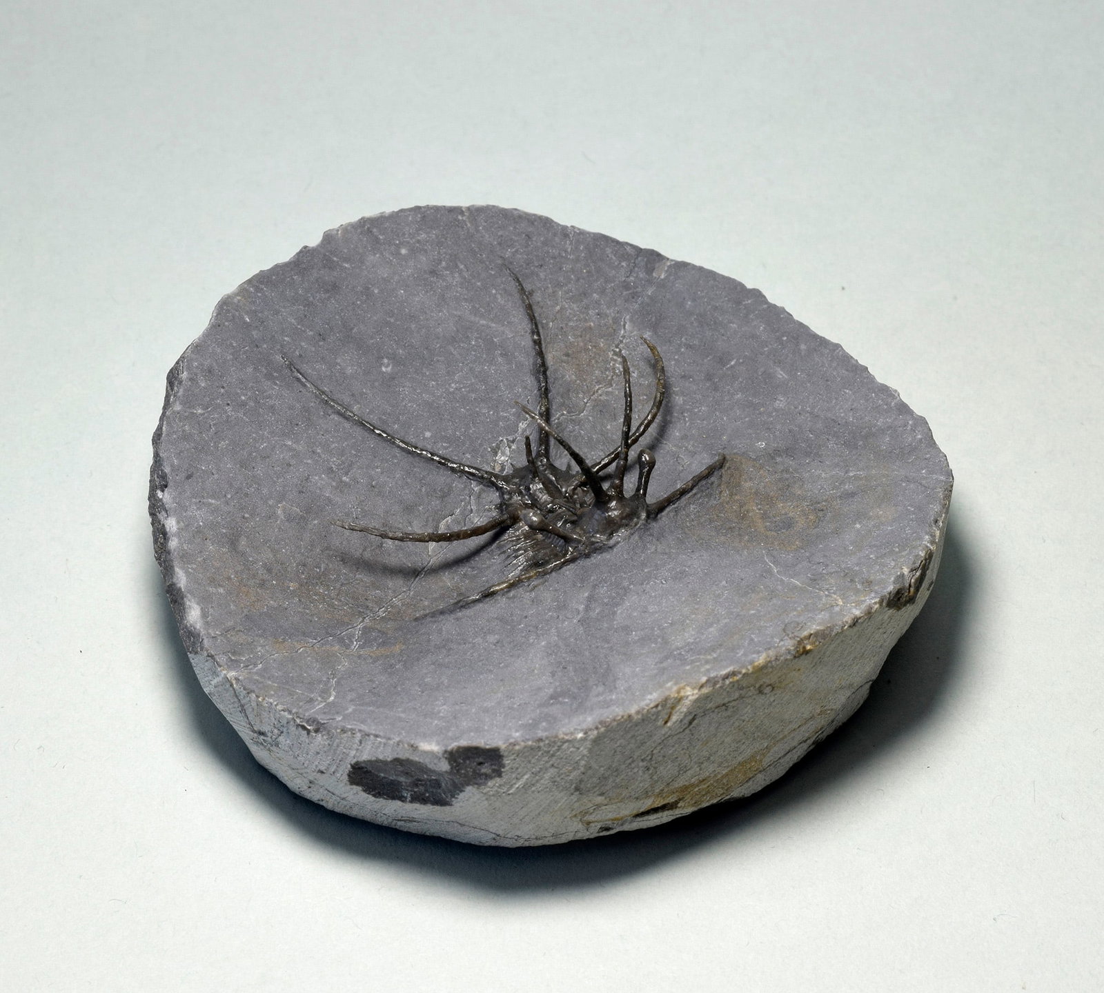 Spiny trilobite Ceratarges aff. koumalii - 4