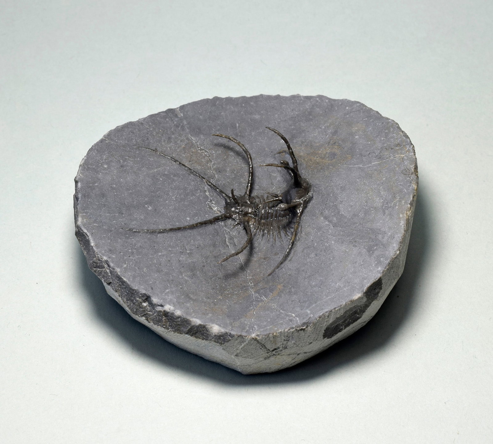 Spiny trilobite Ceratarges aff. koumalii - 5