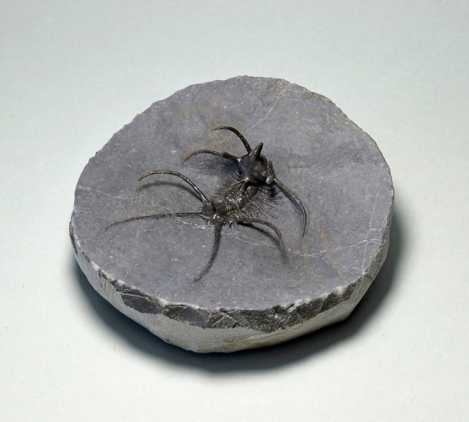 Spiny trilobite Ceratarges aff. koumalii - 6