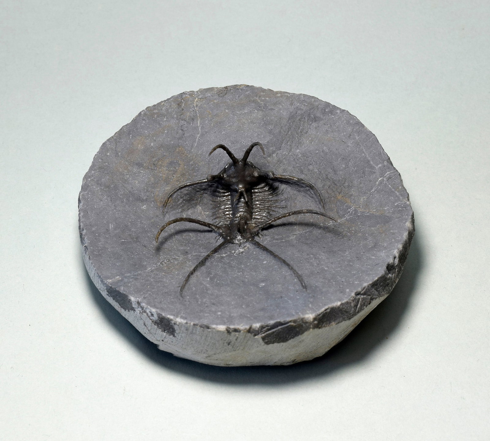 Spiny trilobite Ceratarges aff. koumalii - 7