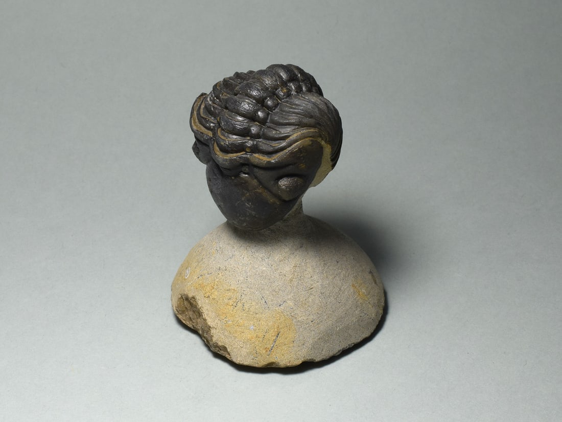 Rolled trilobite - Reedops cephalotes - 2