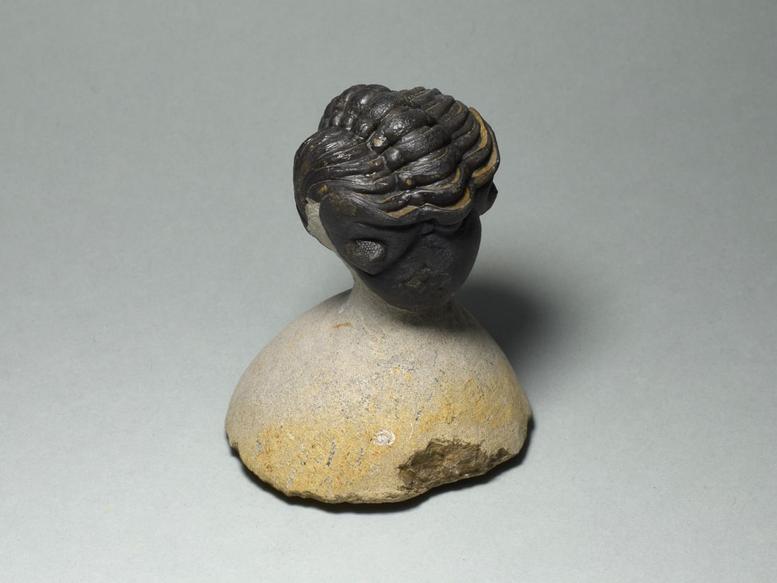 Rolled trilobite - Reedops cephalotes - 3