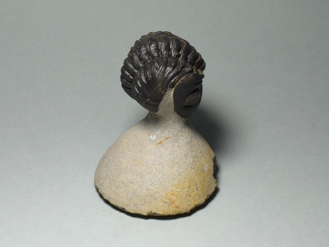 Rolled trilobite - Reedops cephalotes - 4