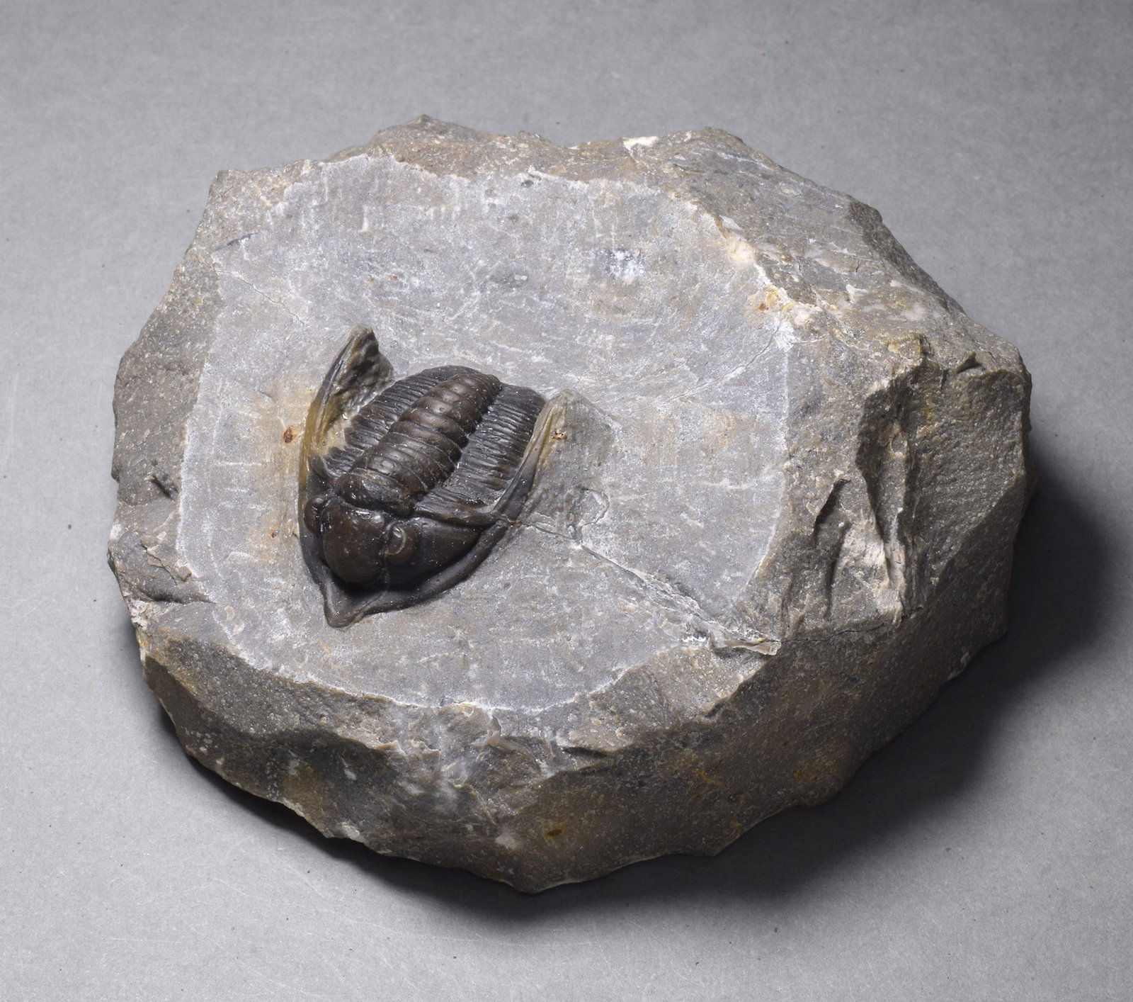 Fine trilobite - Cornuproetus (Diademaproetus) sp.: Title: Fine trilobite - Cornuproetus (Diademaproetus) sp.Origin: MoroccoSize: 2.6 cm long (trilobite)Description: Species: Cornuproetus (Diademaproetus) sp. Age: Devonian Locality: near Alnif,