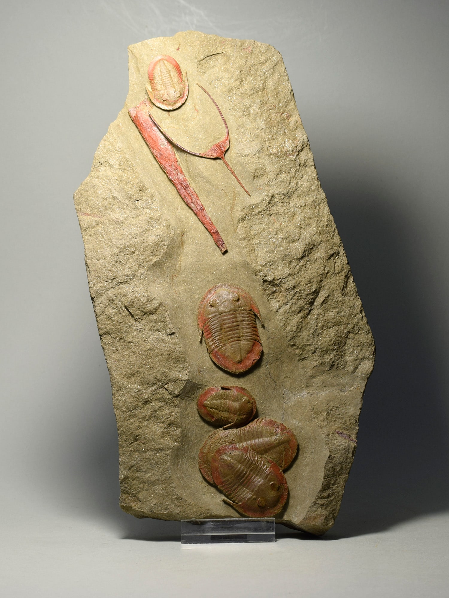 Asaphellus fezouatensis and Ampyx priscus trilobites (1 of 8)