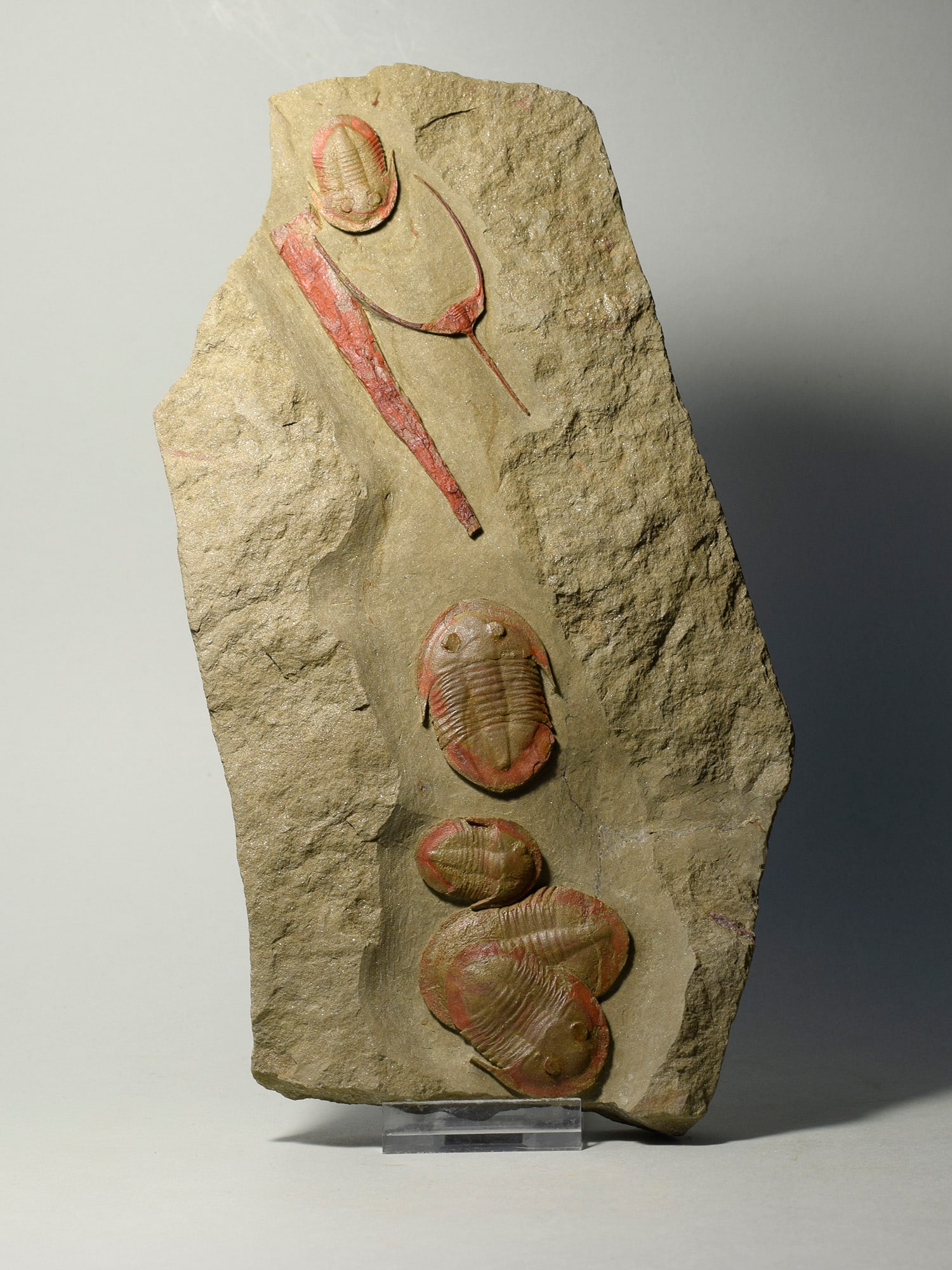 Asaphellus fezouatensis and Ampyx priscus trilobites - 3