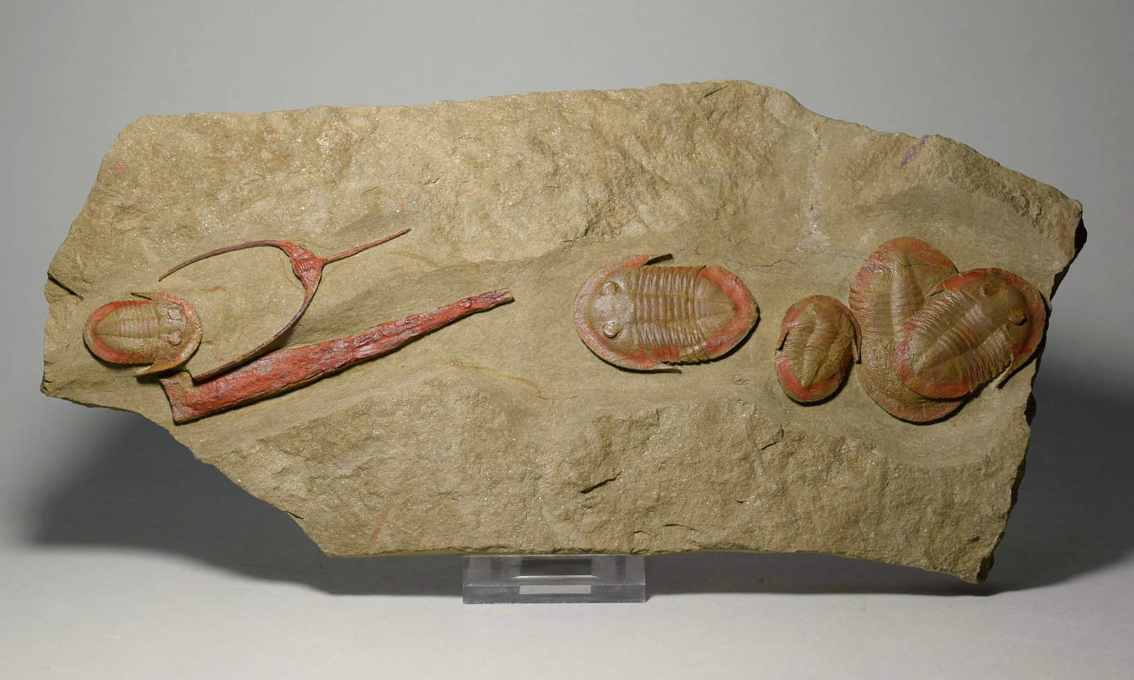 Asaphellus fezouatensis and Ampyx priscus trilobites - 4