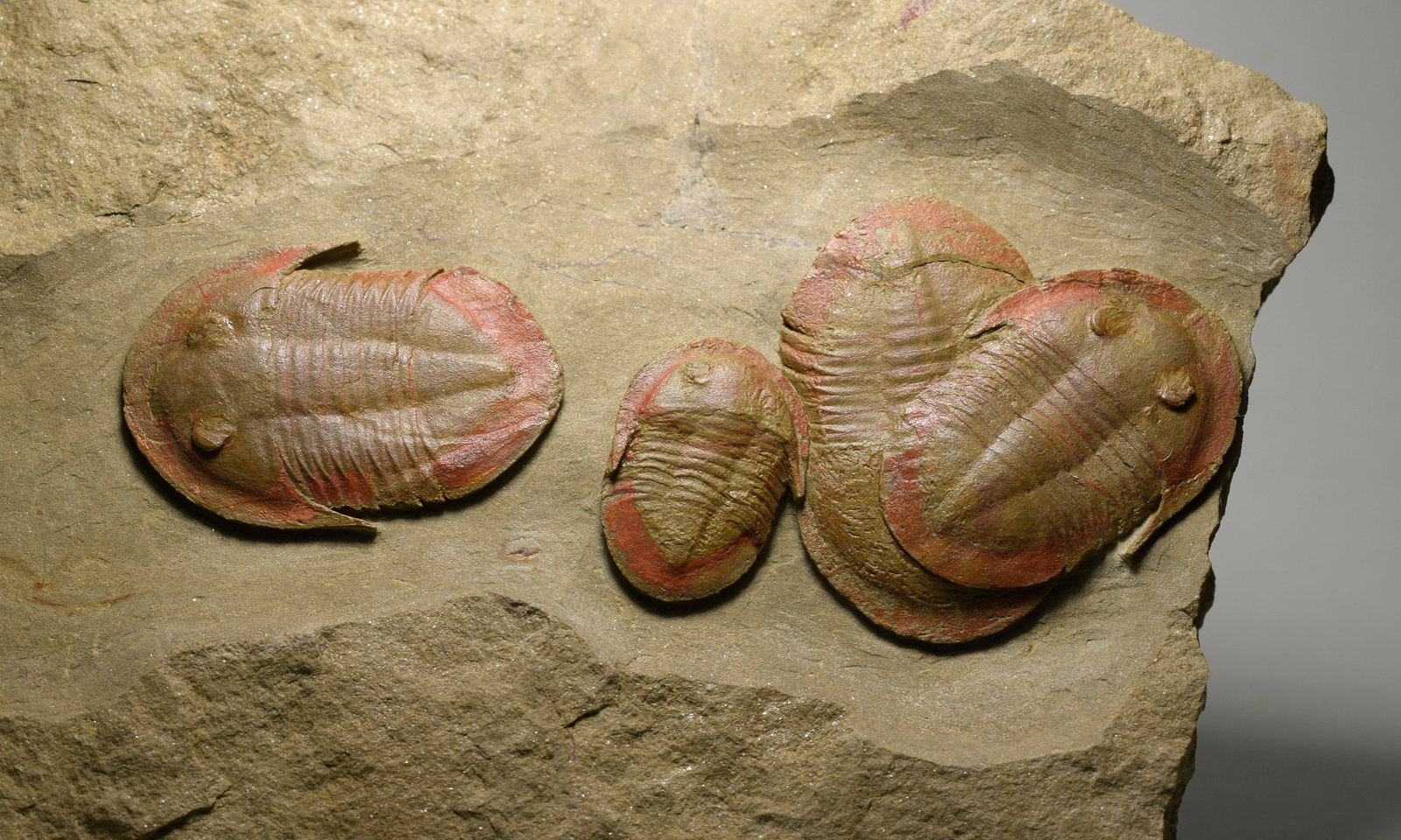 Asaphellus fezouatensis and Ampyx priscus trilobites - 8