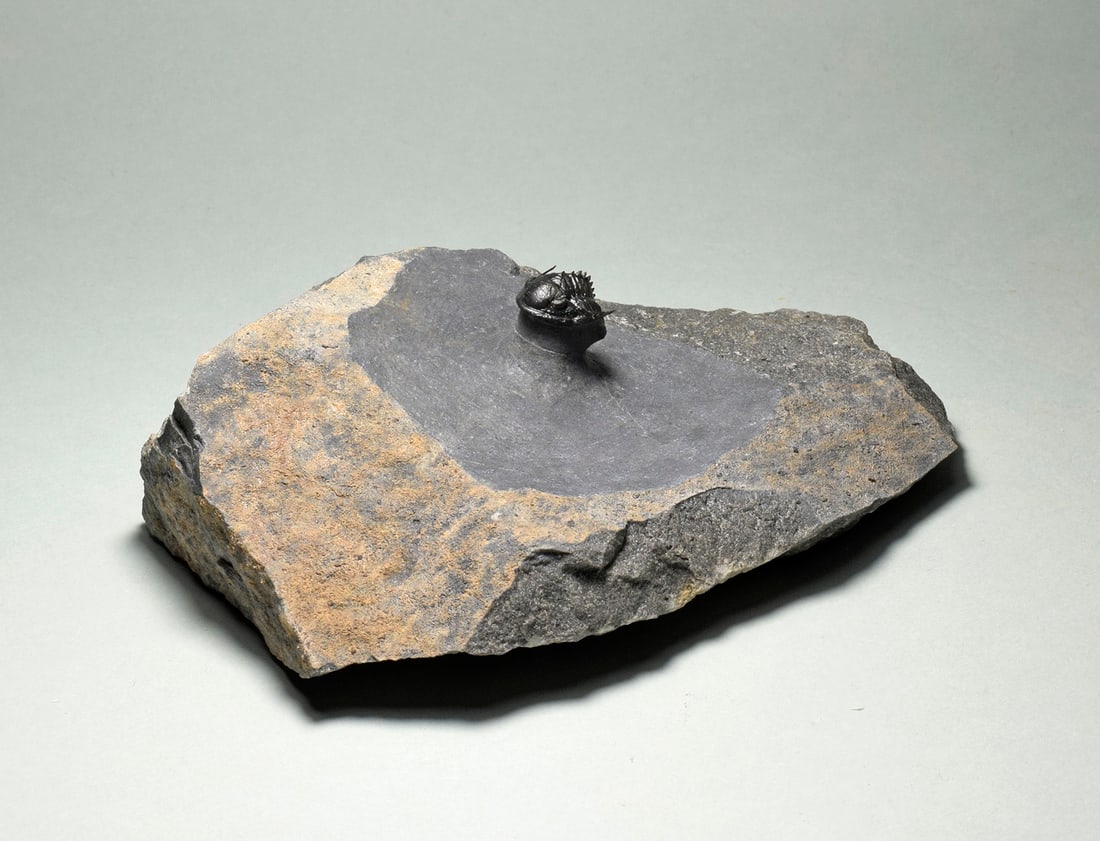 Rare trilobite Phaetonellus - 2