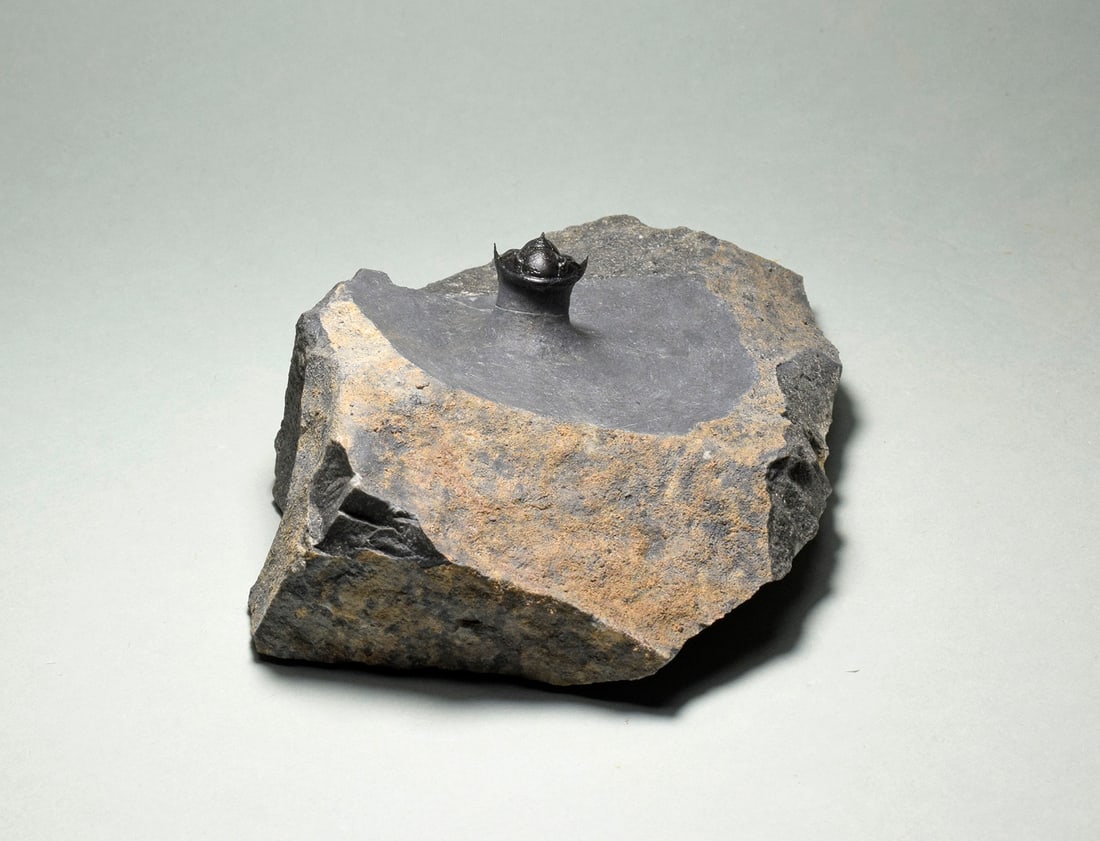 Rare trilobite Phaetonellus - 3