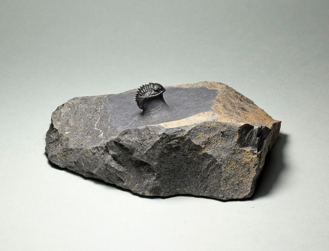 Rare trilobite Phaetonellus - 5