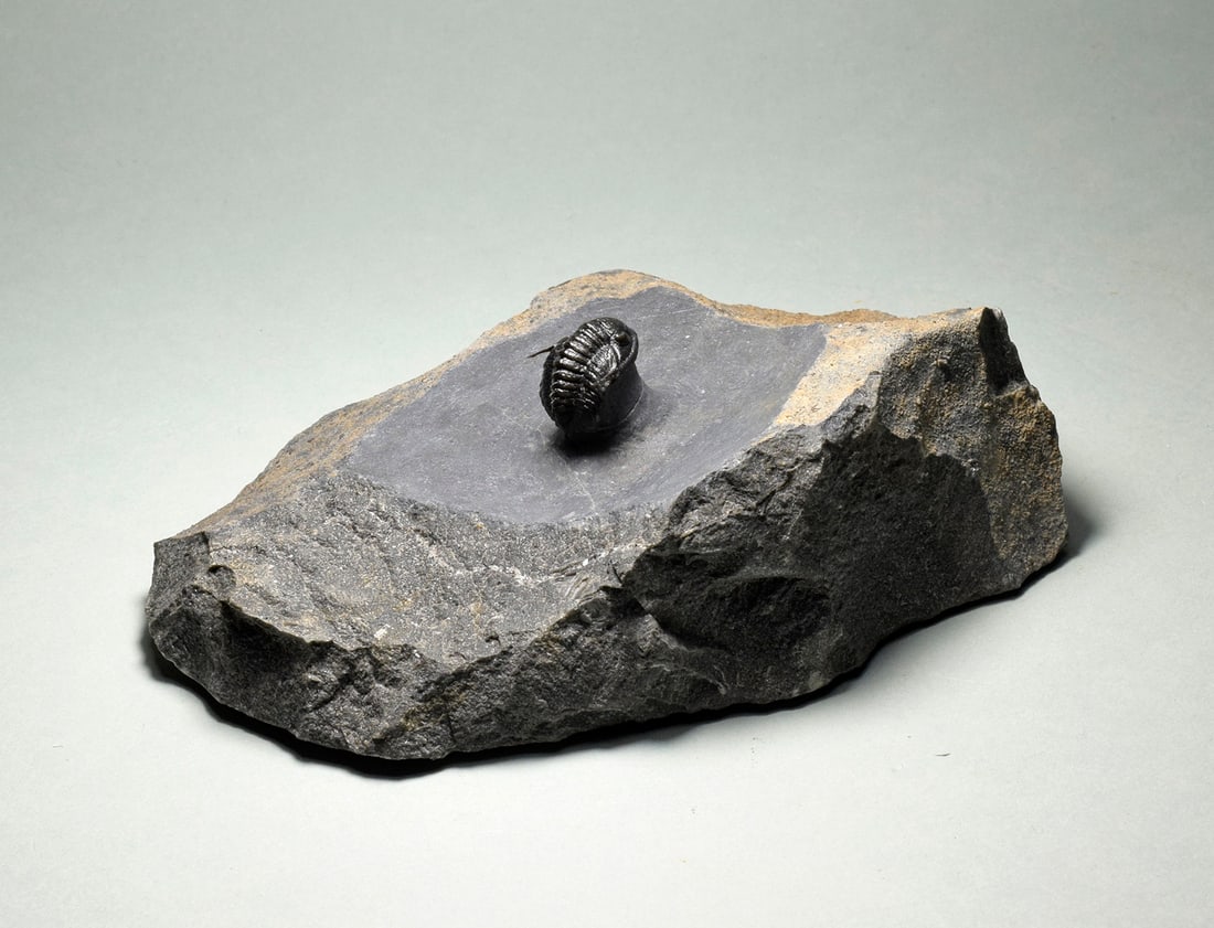 Rare trilobite Phaetonellus - 6