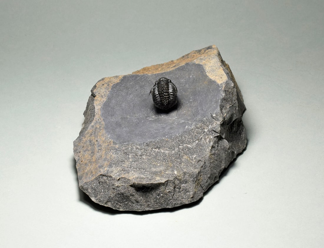 Rare trilobite Phaetonellus - 7