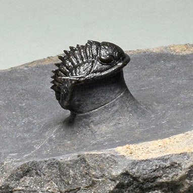 Rare trilobite Phaetonellus - 9