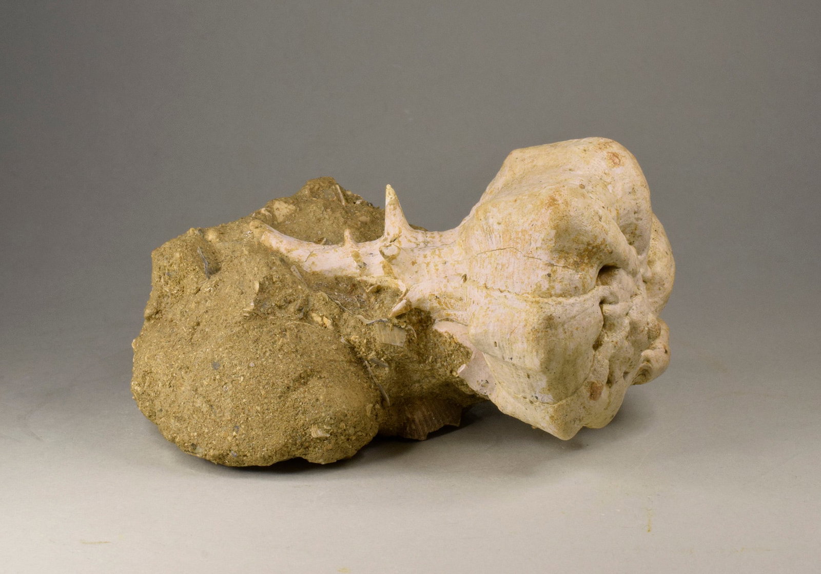 Fine gastropod Bolinus brandaris torularius - 10