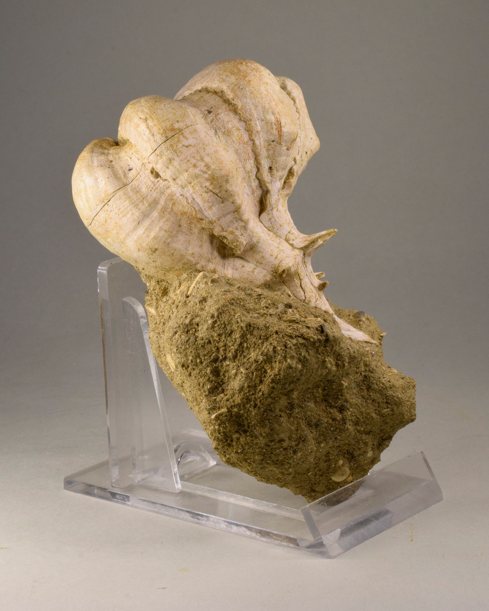 Fine gastropod Bolinus brandaris torularius - 2