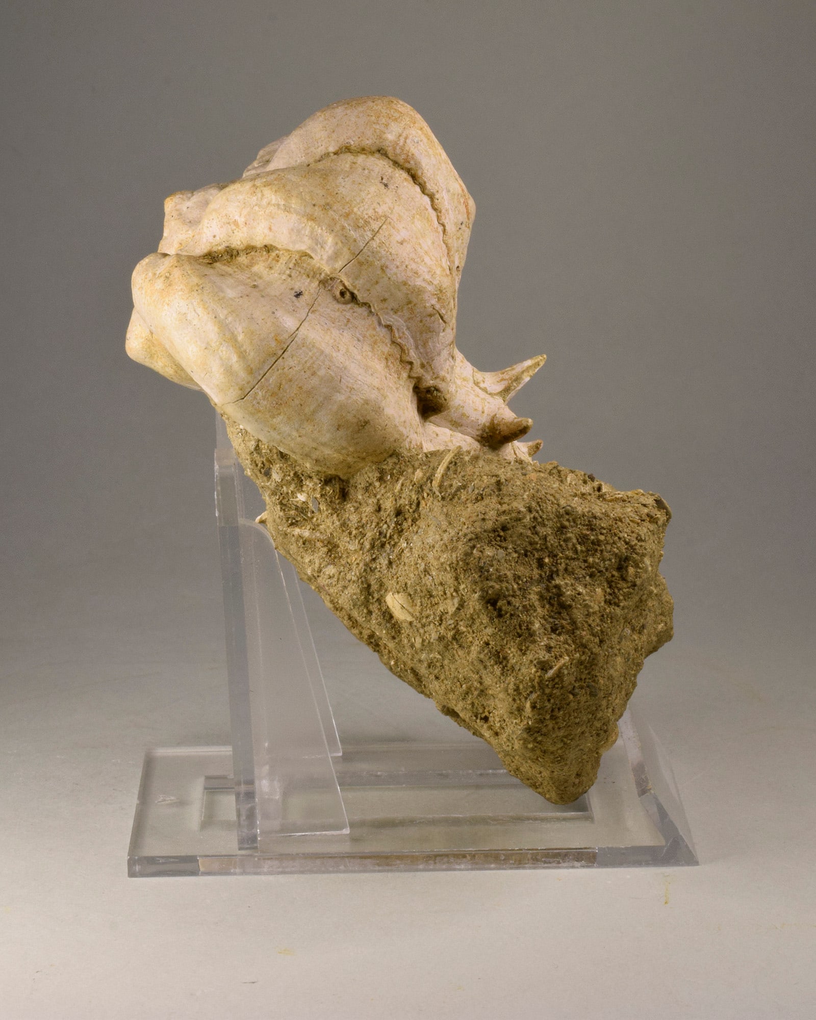 Fine gastropod Bolinus brandaris torularius - 3