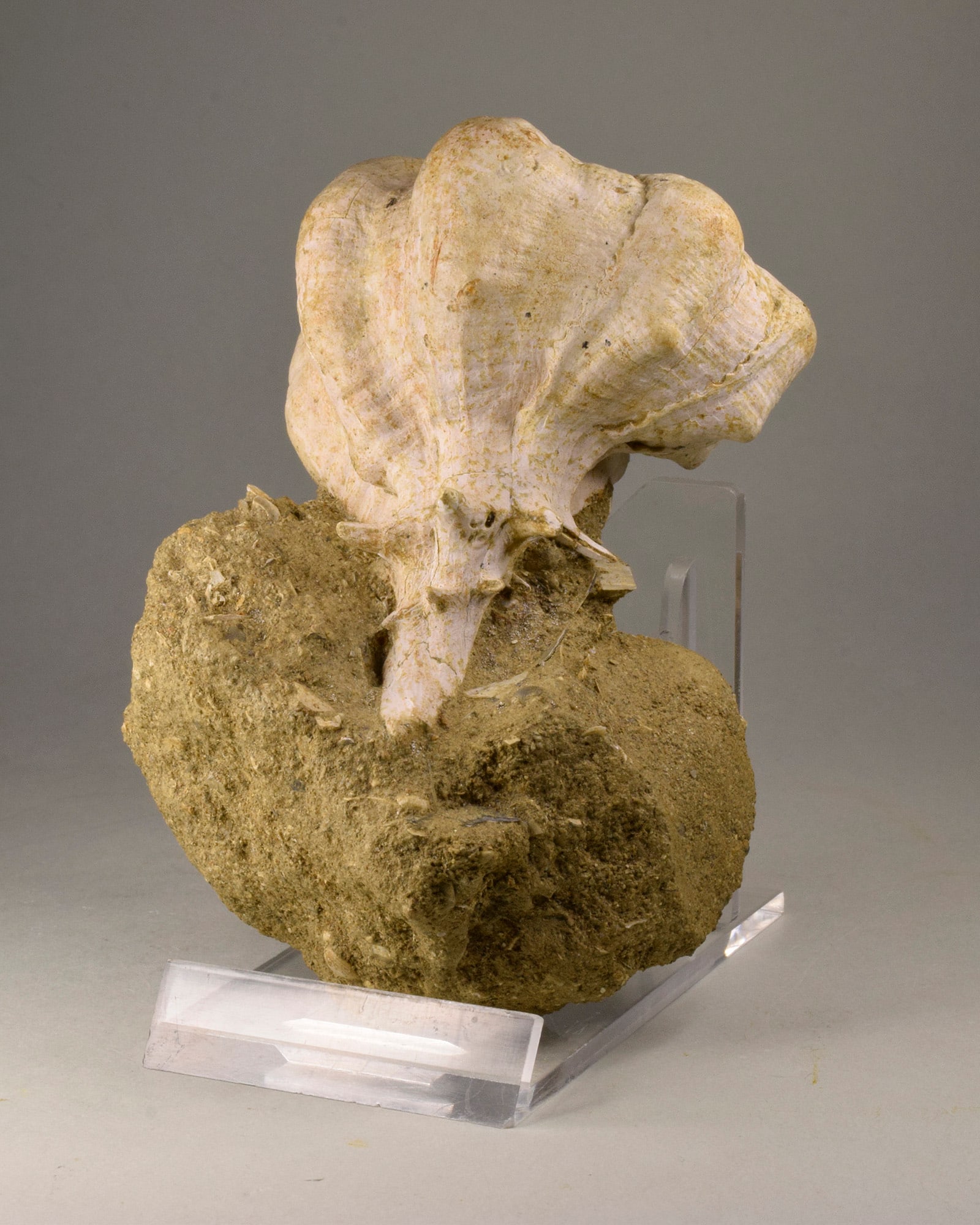 Fine gastropod Bolinus brandaris torularius - 4