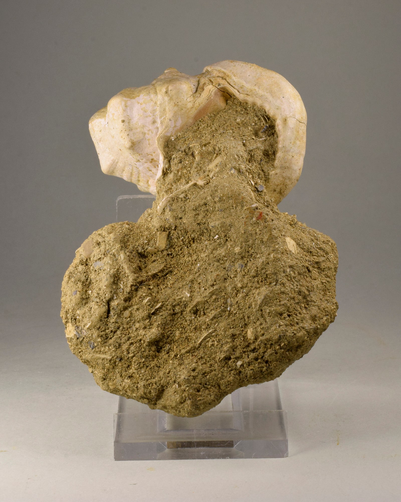 Fine gastropod Bolinus brandaris torularius - 6