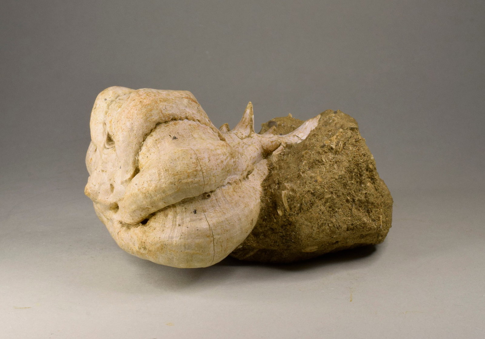 Fine gastropod Bolinus brandaris torularius - 8