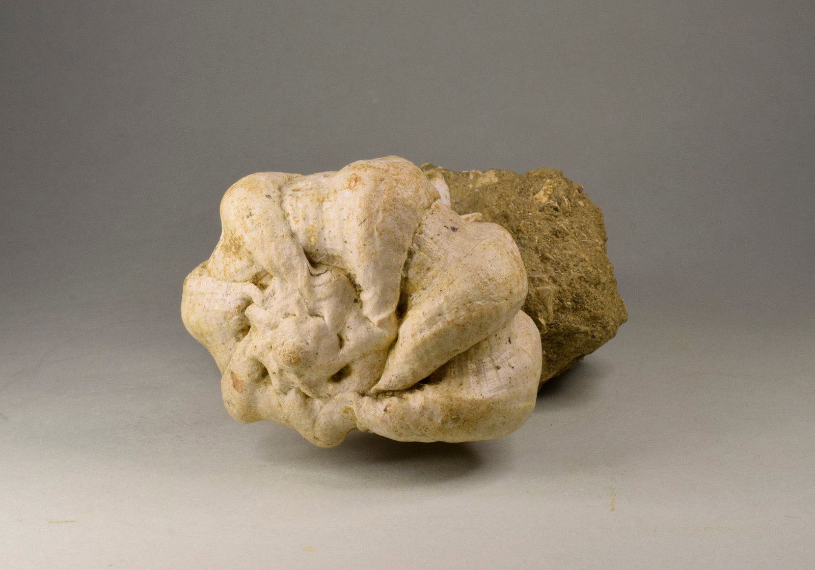 Fine gastropod Bolinus brandaris torularius - 9