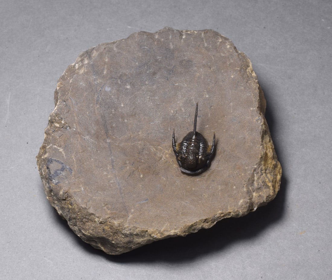Uncommon trilobite - Cyphaspis sp. - 2