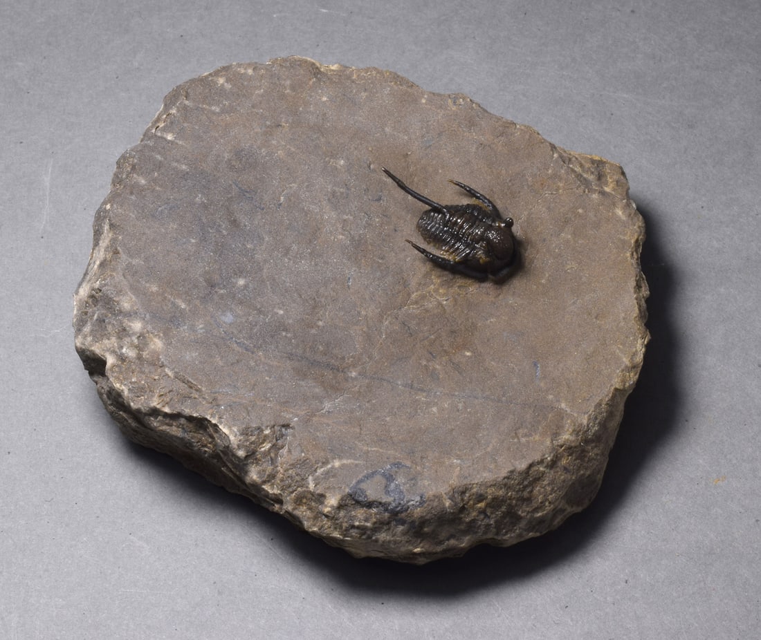 Uncommon trilobite - Cyphaspis sp. - 3