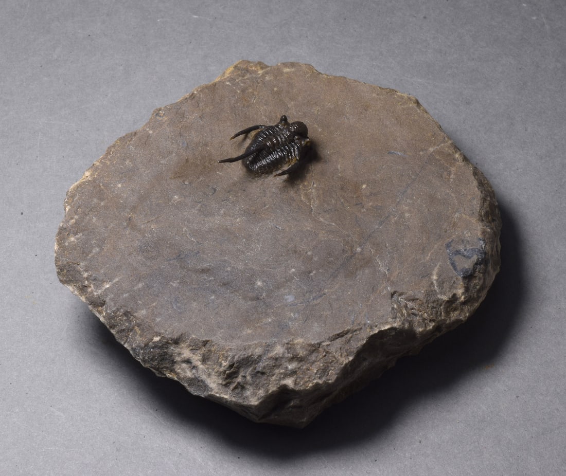 Uncommon trilobite - Cyphaspis sp. - 4