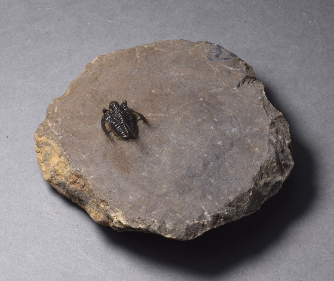 Uncommon trilobite - Cyphaspis sp. - 5