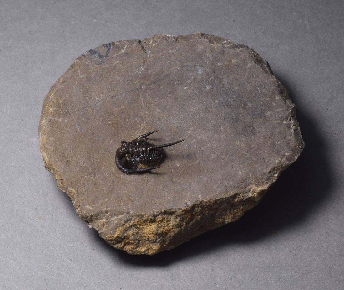 Uncommon trilobite - Cyphaspis sp. - 6