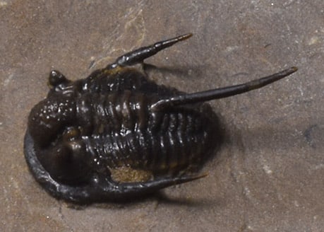 Uncommon trilobite - Cyphaspis sp. - 7