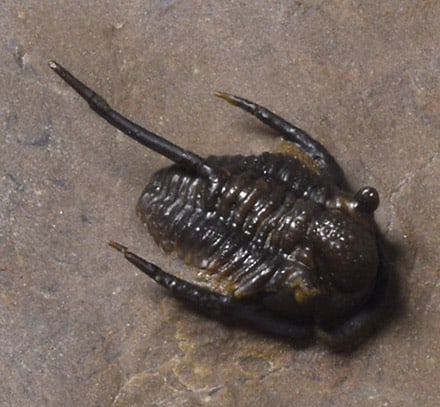 Uncommon trilobite - Cyphaspis sp. - 8