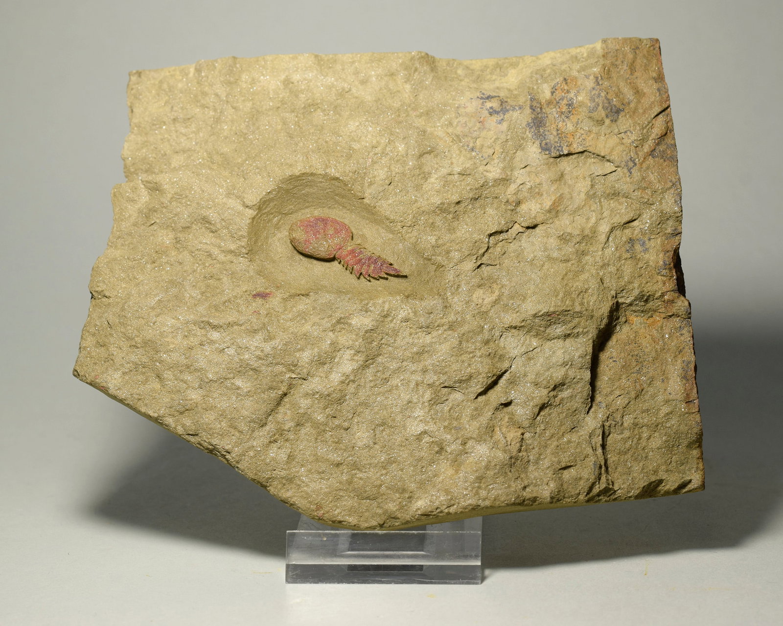 Rare Aglaspidid Tremaglaspis sp.: Title: Rare Aglaspidid Tremaglaspis sp. Origin: Morocco Size: 2.9 cm long - c. 13.5 x 11.5 cm (matrix) Description: Species: Tremaglaspis sp. Age: Lower Ordovician, "Formation des argiles de Fezouata"