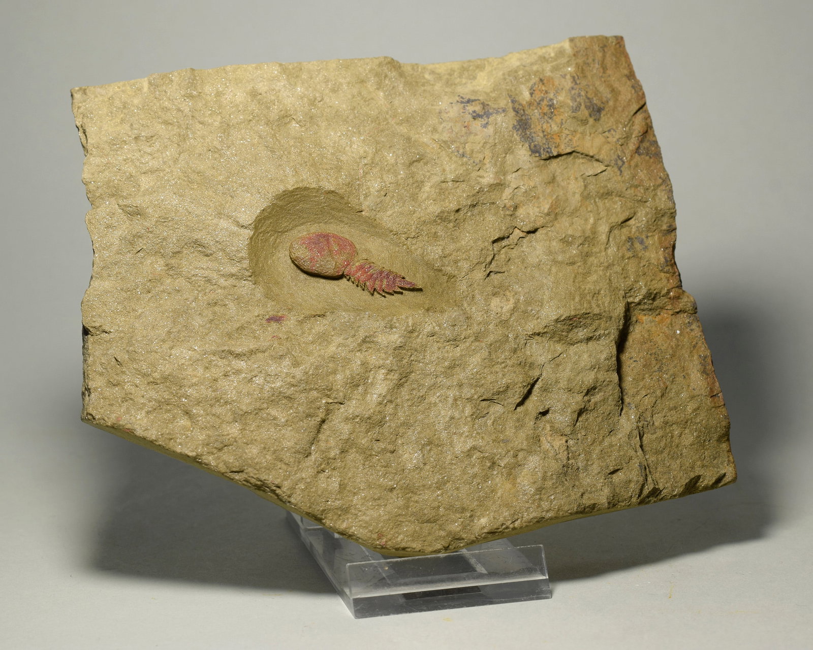 Rare Aglaspidid Tremaglaspis sp. - 2