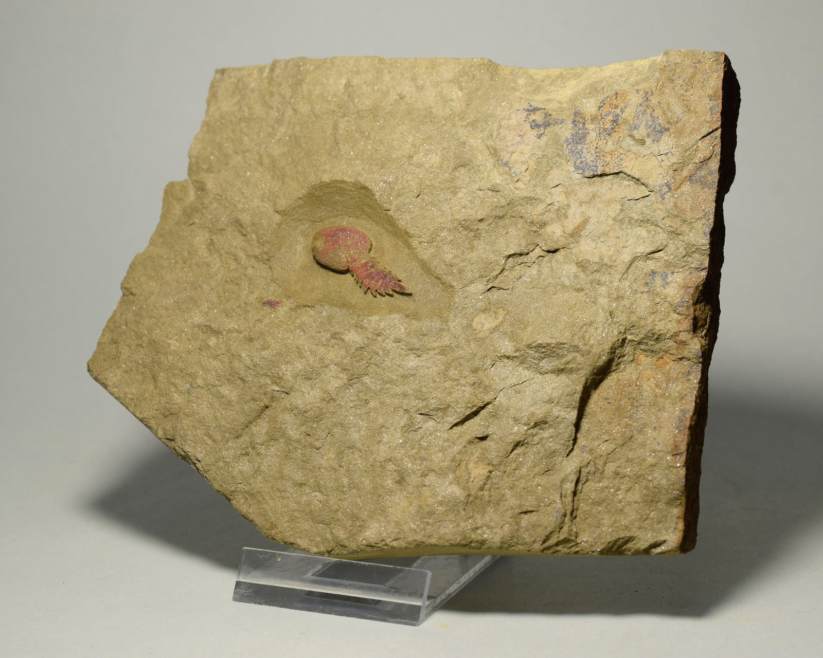 Rare Aglaspidid Tremaglaspis sp. - 3