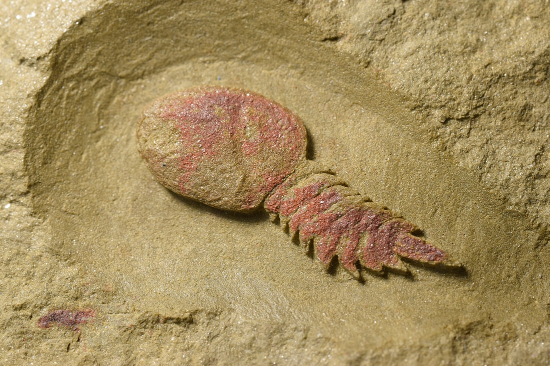 Rare Aglaspidid Tremaglaspis sp. - 4