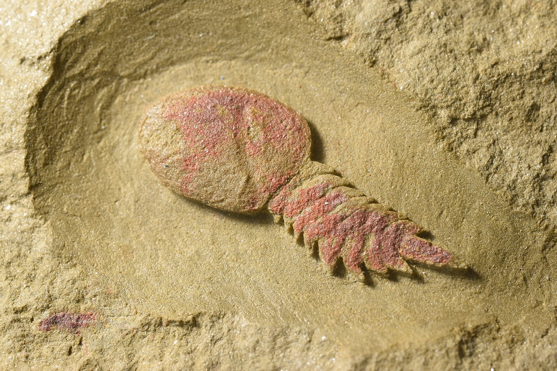 Rare Aglaspidid Tremaglaspis sp. - 5