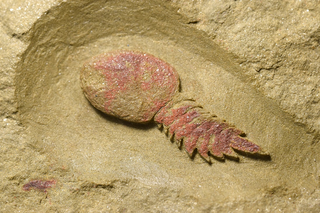 Rare Aglaspidid Tremaglaspis sp. - 6