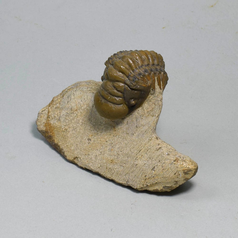 Fine rolled trilobite - Cheirurus (Crotalocephalina) gr. gibbus: Title: Fine rolled trilobite - Cheirurus (Crotalocephalina) gr. gibbusOrigin: MoroccoSize: 6.5 cm long (trilobite - if outstretched)Description: Species: Cheirurus (Crotalocephalina) gr. gibbus Age: