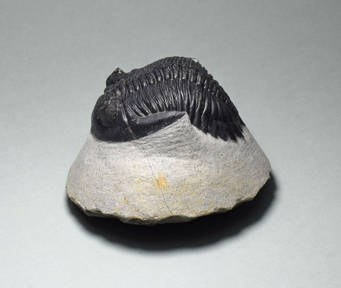 Fine trilobite - Hollardops mesocristata: Title: Fine trilobite - Hollardops mesocristataOrigin: MoroccoSize: 6.6 cm long trilobiteDescription: Species: Hollardops mesocristata Age: Devonian Locality: Morocco Measurements: 6.6 cm long