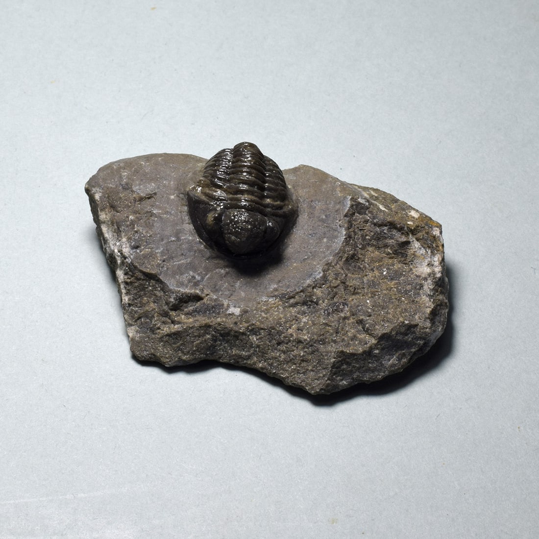 Fine miniature trilobite - Gerastos tuberculatus - 2