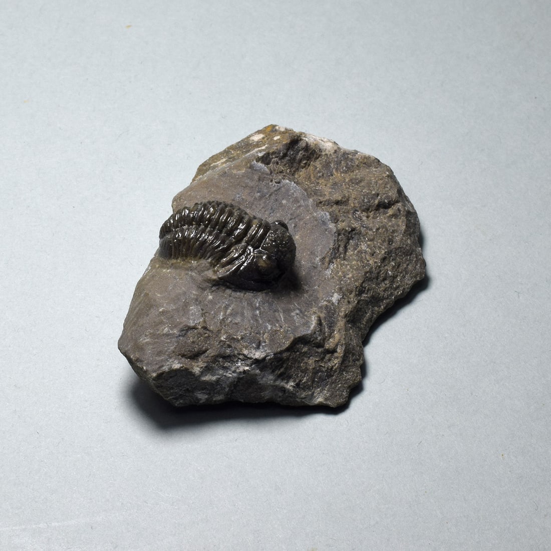 Fine miniature trilobite - Gerastos tuberculatus - 3