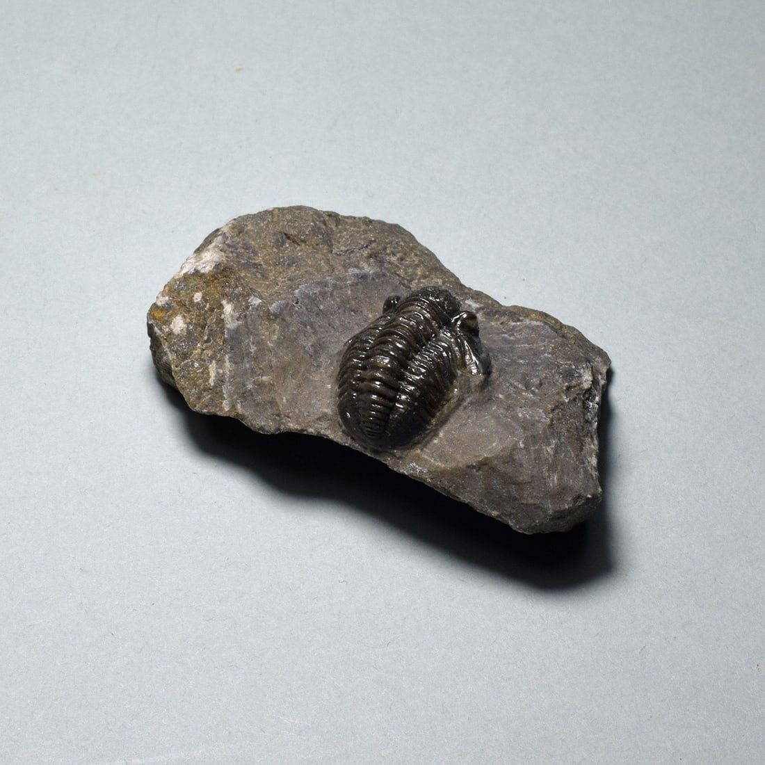 Fine miniature trilobite - Gerastos tuberculatus - 4