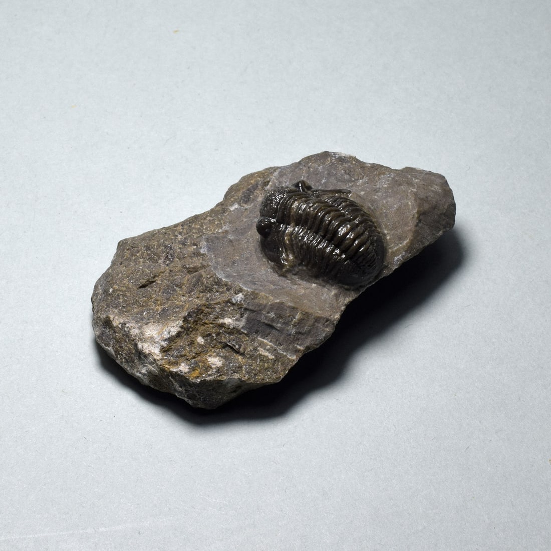 Fine miniature trilobite - Gerastos tuberculatus - 5
