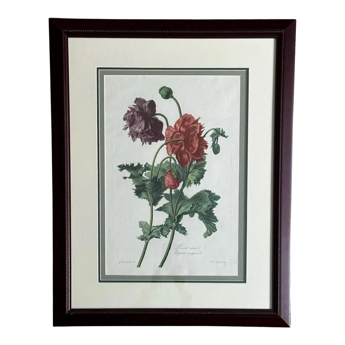 Antique Botanical of Poppy Flowers 19th C. Chromolithograph Poppy From Fleurs Dessinees d'Apres Natu (1 of 12)