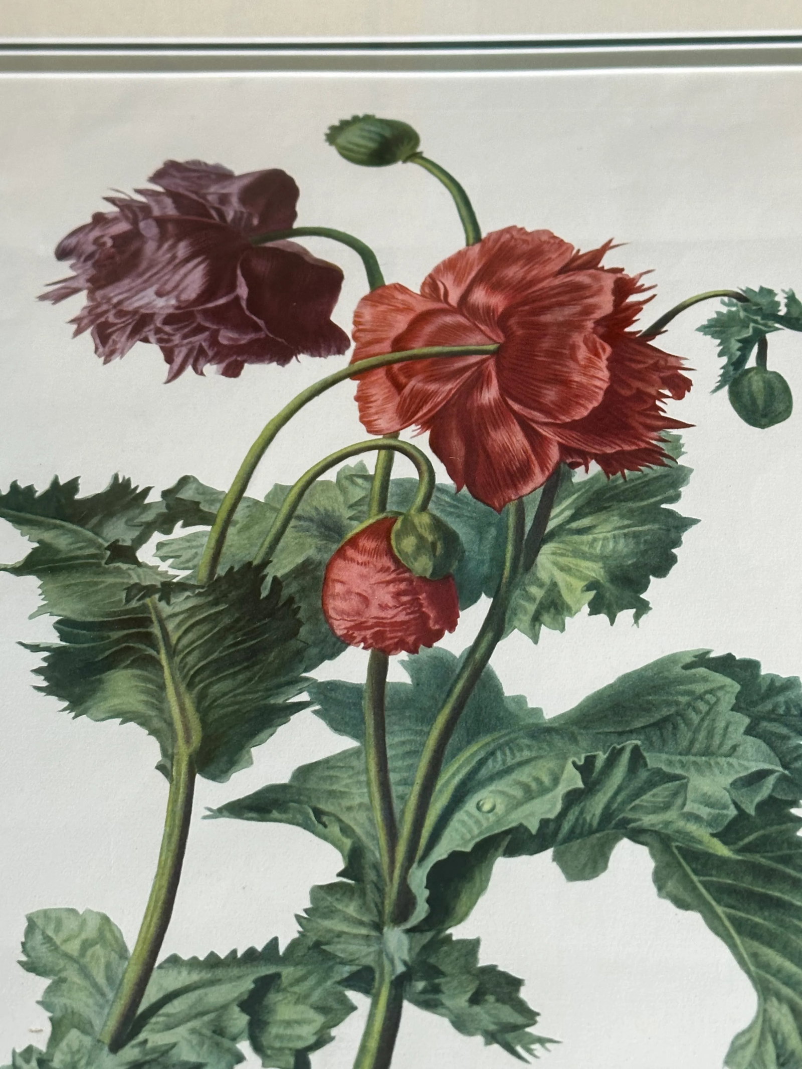 Antique Botanical of Poppy Flowers 19th C. Chromolithograph Poppy From Fleurs Dessinees d'Apres Natu - 2